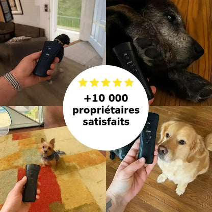 Stoppez Les Tirages de Votre Chien Pour Toujours Même Si Il Est Têtu